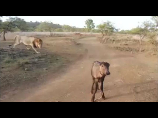  शिकार का लाइव वीडियो