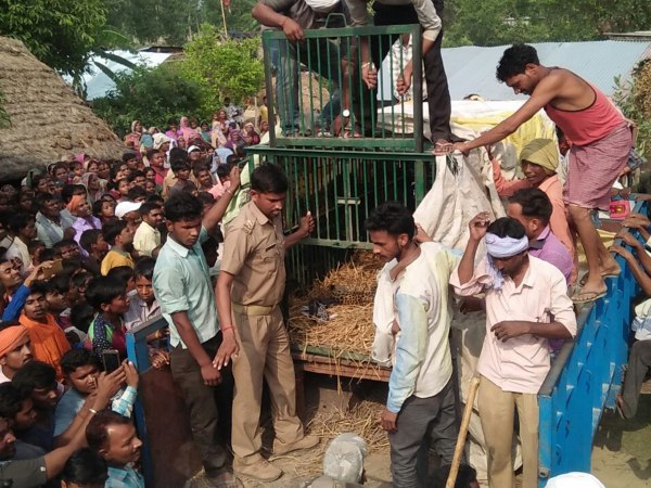 बेहोश कर किया पिंजड़े में कैद