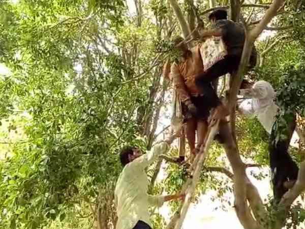 A woman climbed on tree in Mathura after officers ignored her