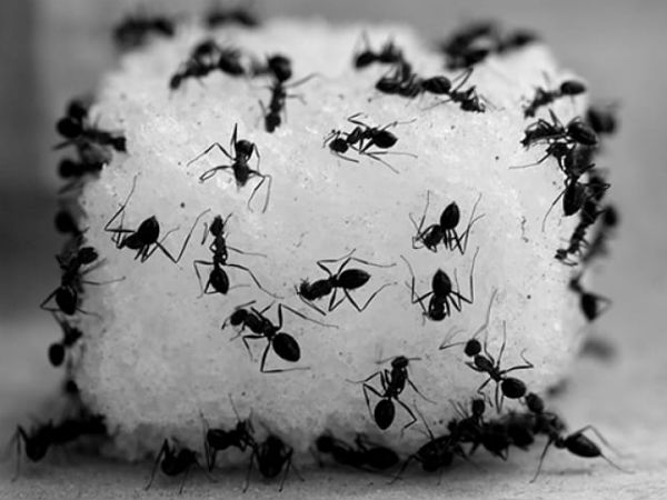 चींटी को शक्कर