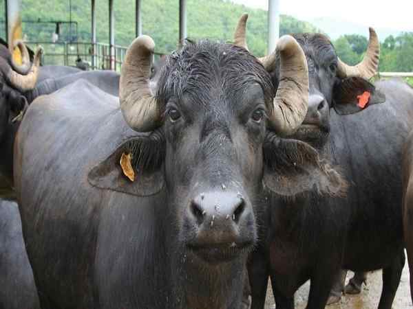 slaughter of buffaloes in Maharashtra at an all-time high. slaughter of buffaloes in Maharashtra at an all-time high.