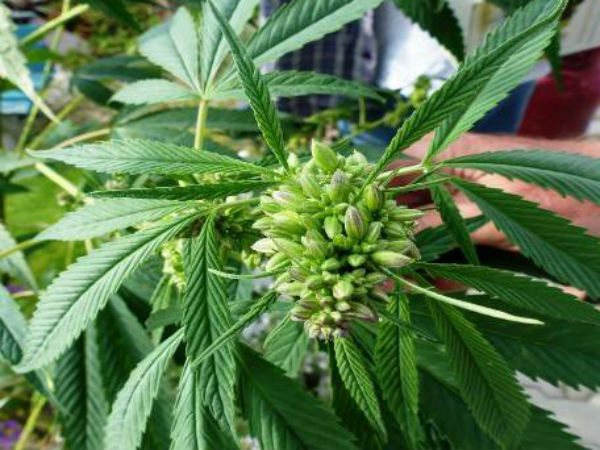 भांग से अजीर्ण रोग दूर हो जाता है