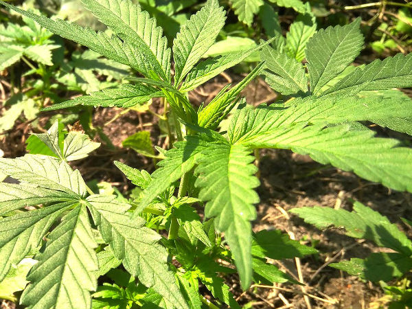 कफ-दोष और अम्ल पित निवारण