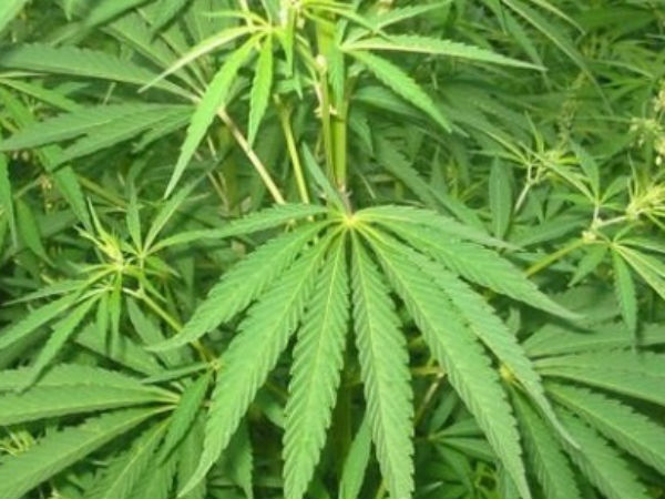 शारीरिक कांति व सौन्दर्य देता है भांग 