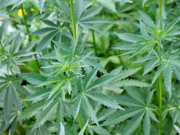 शरीर का सम्पूर्ण नाड़ीजाल {स्नायु तन्त्र} सही करता है भांग 