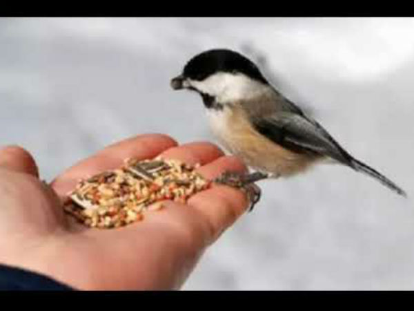 पक्षी को दाना