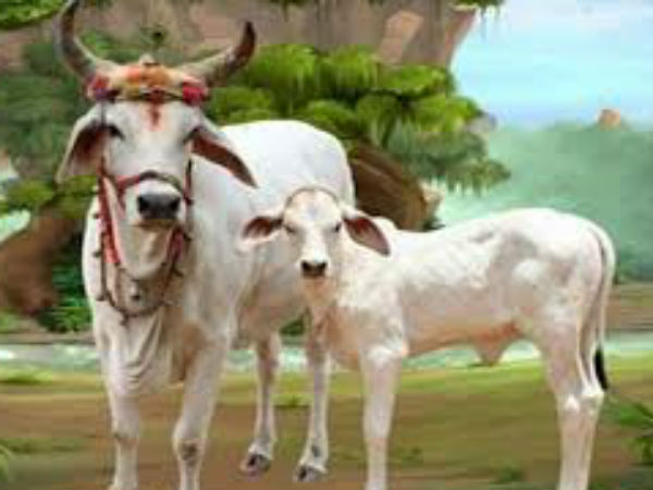 गाय को रोटी 