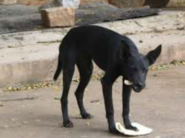 कुत्ते को रोटी