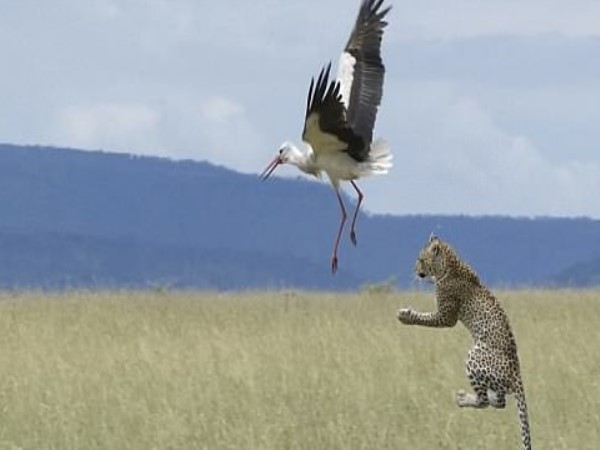 सफारी पार्क में हजारों पर्यटक आते हैं