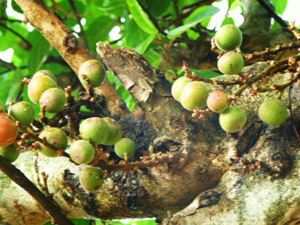 यदि आप ह्रदय रोग से पीड़ित है तो.... 