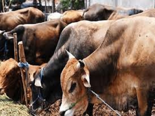 सिराज कपड़े सिलाई का काम करता था