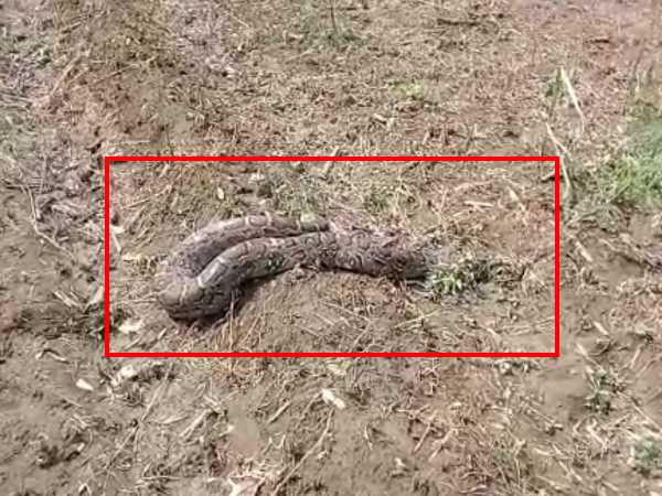 10 फीट लम्बा था अजगर