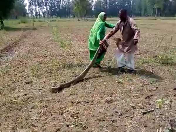 महिला की बहादुरी से पकड़ा गया अजगर
