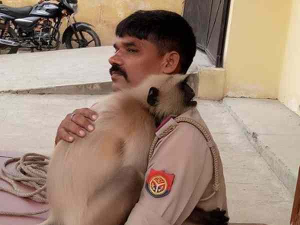 बंदर ने दुकानदार को कर दिया परेशान
