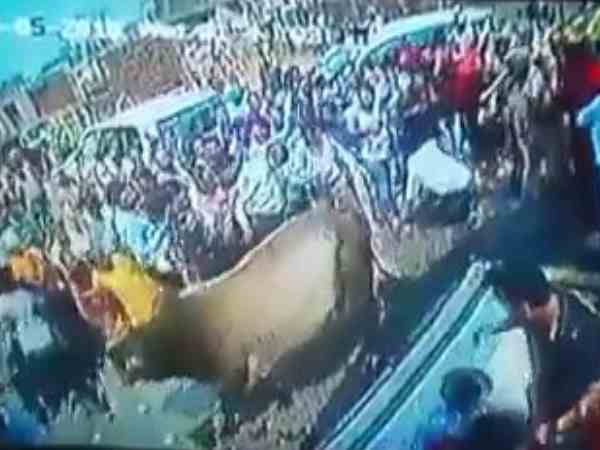 आवारा पशुओं से परेशान हैं स्थानीय लोग