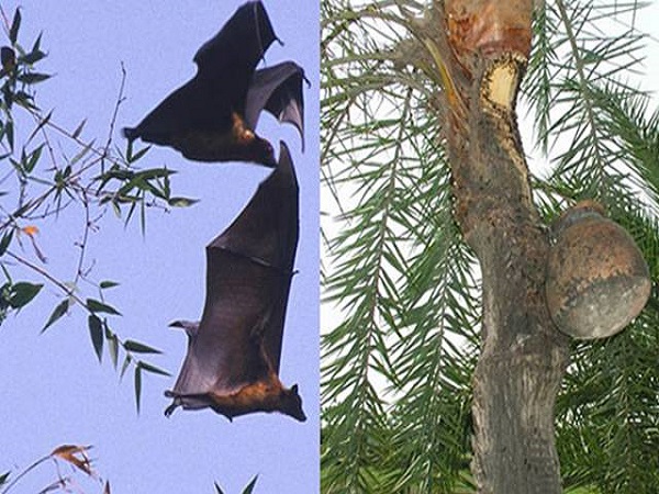 What is Nipah Virus know more about symptoms and precautions What is Nipah Virus know more about symptoms and precautions