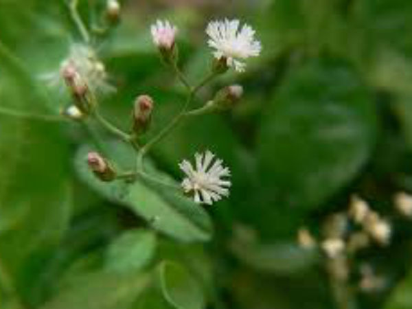 यदि आपके घर में किसी भी प्रकार का वास्तु दोष है तो ... 