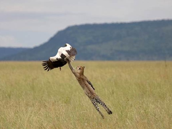 ऑस्ट्रेलिया के फोटोग्राफर ने बनाया वीडियो