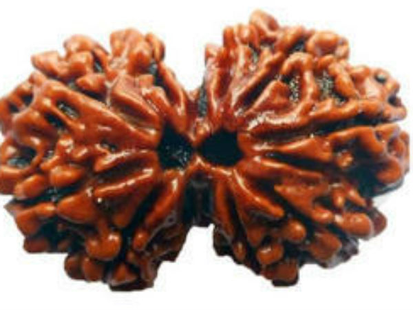  यौन समस्याओं को दूर करता है गौरी शंकर रूद्राक्ष