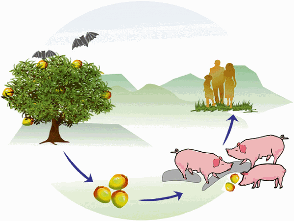 निपाह के 2 और सदिग्ध मामले