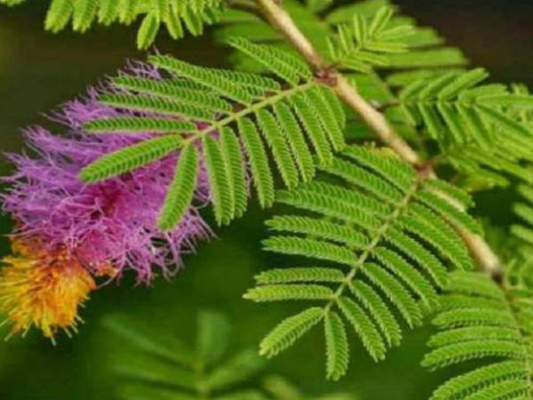 शमी के वृक्ष के दर्शन को शुभ माना जाता है शमी के वृक्ष के दर्शन को शुभ माना जाता है