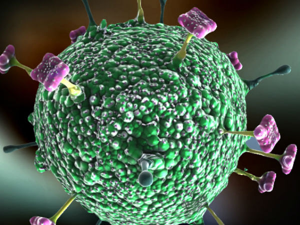 फ्रूट बैट फ्रूट बैट