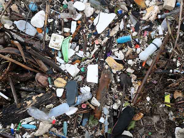 समुद्री खाद्य श्रृंखला के लिए एक गंभीर खतरा है समुद्री खाद्य श्रृंखला के लिए एक गंभीर खतरा है