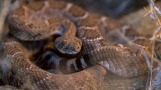 A man from Texas nearly died after being bitten by a decapitated snake head