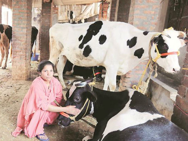  मुस्लिम महिला चलाती है गौशाला 