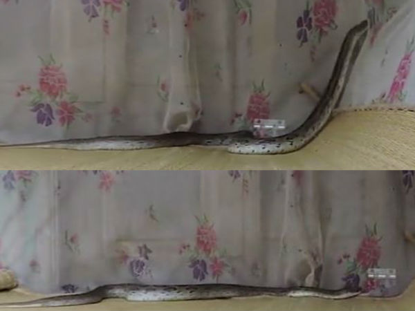 Video: Woman wakes up at night, finds deadly viper on her bed Video: Woman wakes up at night, finds deadly viper on her bed