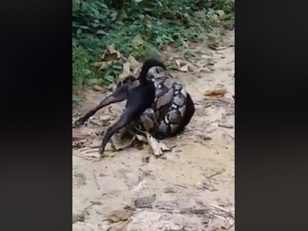 कुत्ते को निगलने की तैयारी में था अजगर कुत्ते को निगलने की तैयारी में था अजगर