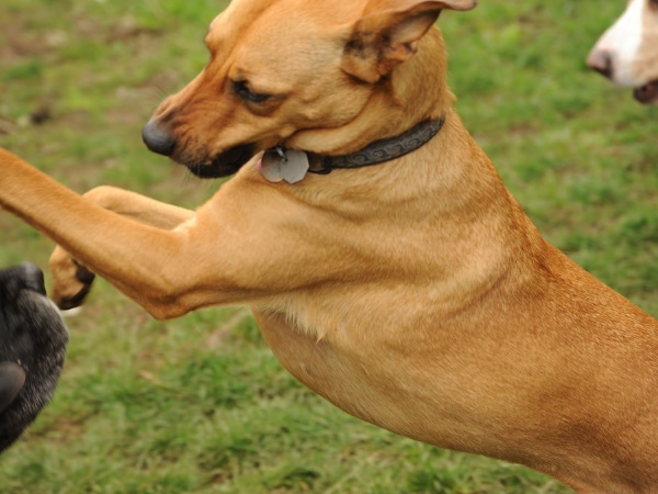 यूपी: पालतू कुत्ते की वजह से चौथी मंजिल से गिरकर बच्चे की हुई मौत, कुत्ते के मालिक को जाना होगा जेल