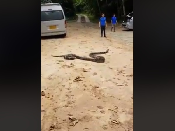 वापस जंगल में लौट जाता है अजगर वापस जंगल में लौट जाता है अजगर