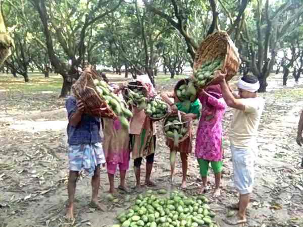 Heavy damage to mango crop in Shamli due to storm