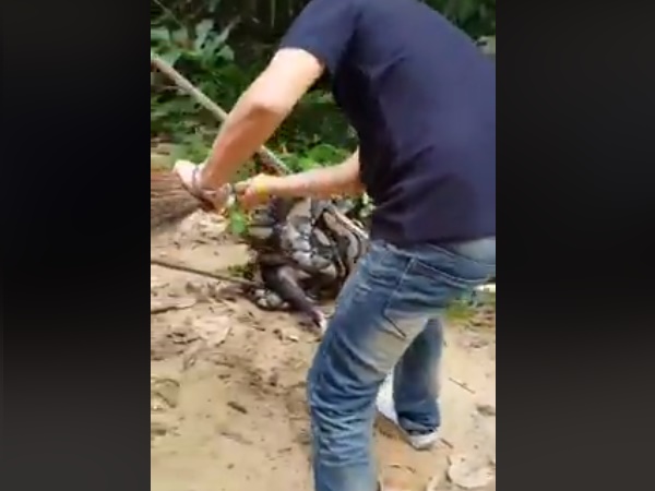 दोनों तरफ से खींचा अजगर को दोनों तरफ से खींचा अजगर को