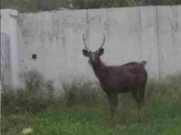 Deer seen on meerut roads, watch video Deer seen on meerut roads, watch video