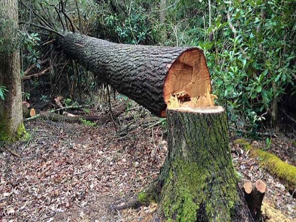 हाई कोर्ट ने नोटिस भेज जवाब मांगा