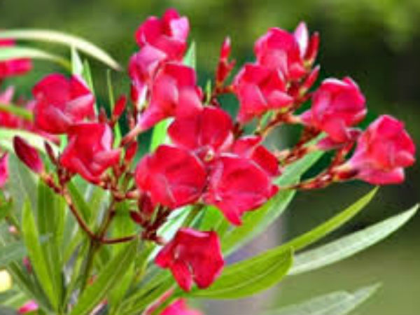 वशीकरण के लिए वशीकरण के लिए