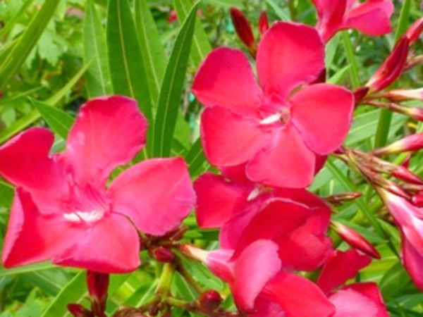 शत्रु का शमन शत्रु का शमन