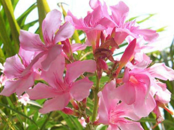 रोग मुक्ति के लिए रोग मुक्ति के लिए