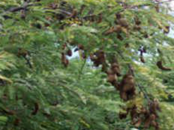 मंगल दोष के लिए मंगल दोष के लिए