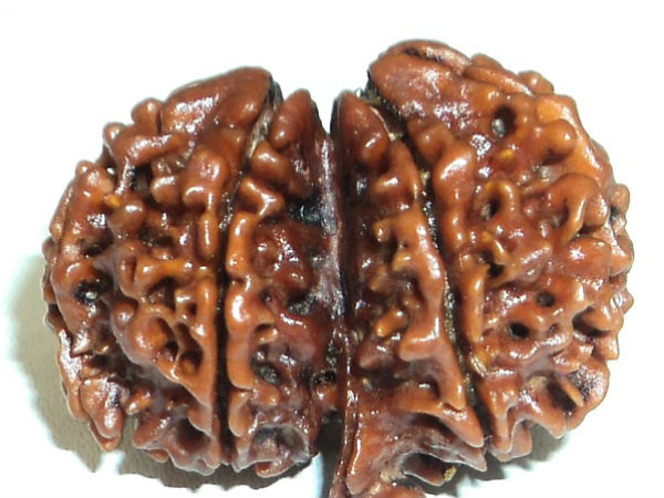 संतान सुख प्राप्त करने के लिए धारण कीजिए 'गर्भ गौरी रूद्राक्ष'