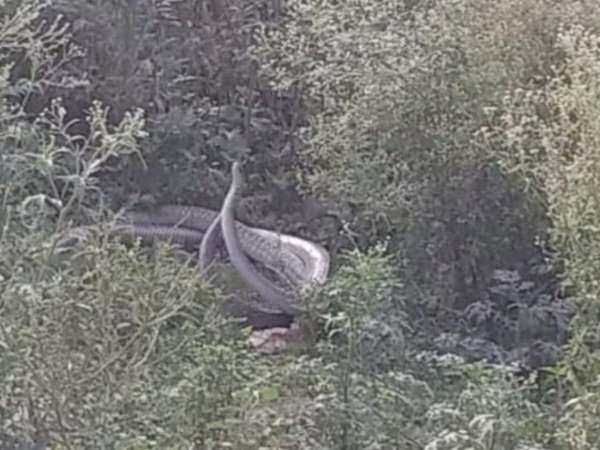 Found a couple of snake in Baraich Found a couple of snake in Baraich