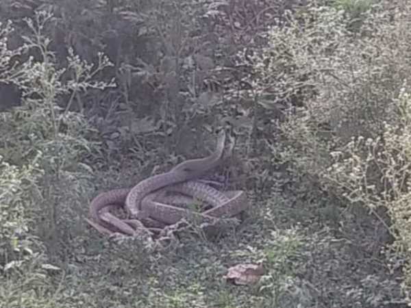 Found a couple of snake in Baraich Found a couple of snake in Baraich