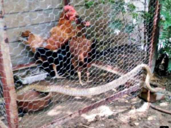 A snake stuck in cage of cock and hen in Delhi A snake stuck in cage of cock and hen in Delhi