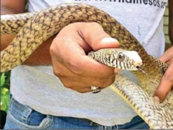 A snake stuck in cage of cock and hen in Delhi A snake stuck in cage of cock and hen in Delhi