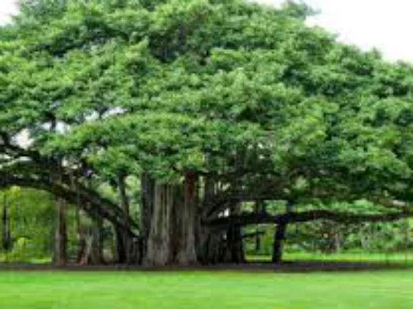 क्यों की जाती है वट्वृक्ष की पूजा