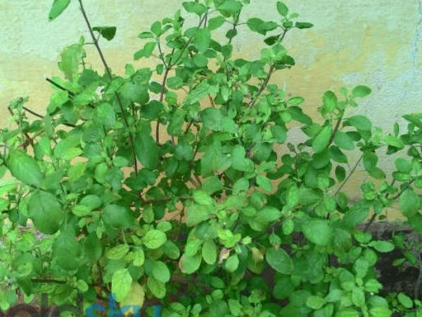 चमत्कारिक औषधि भी है तुलसी