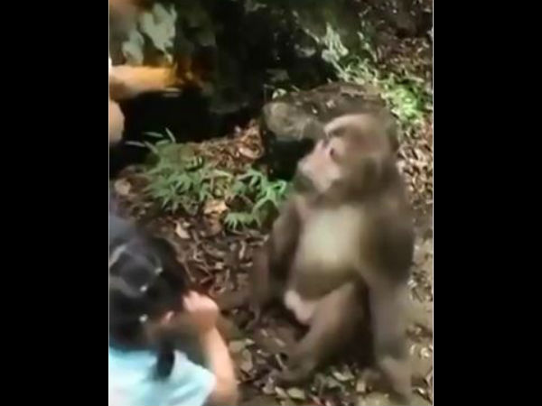 मां की हरकत से बंदर के गुस्से का शिकार बनी बच्ची मां की हरकत से बंदर के गुस्से का शिकार बनी बच्ची