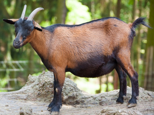 80,000 की बकरी की चोरी